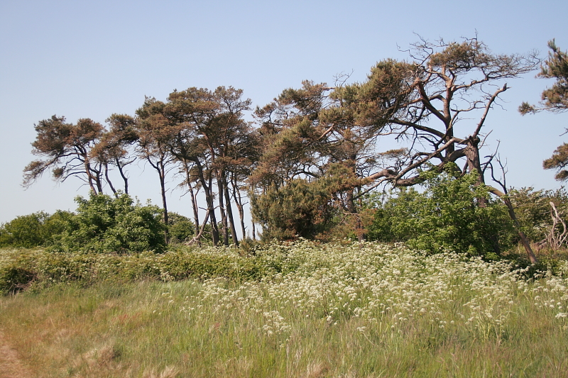 Insel Rgen: Halbinsel Wittow - Insel Rgen Bilder